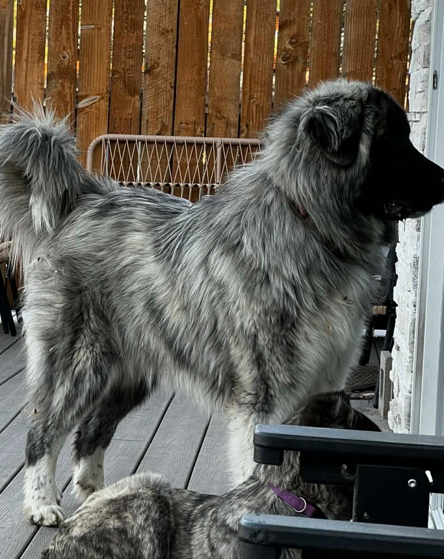 UUUSTHH Sniper of CHAU