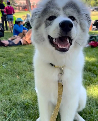 STHH Mr. Beau Jangles