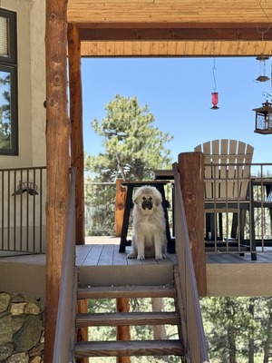 STHH Maynard (Alder)